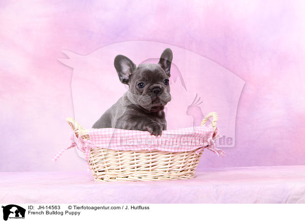 Franzsische Bulldogge Welpe / French Bulldog Puppy / JH-14563