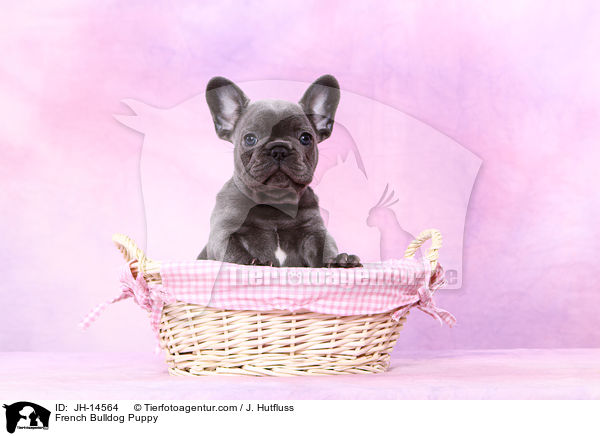 Franzsische Bulldogge Welpe / French Bulldog Puppy / JH-14564