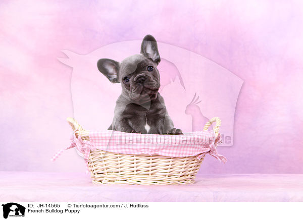 Franzsische Bulldogge Welpe / French Bulldog Puppy / JH-14565