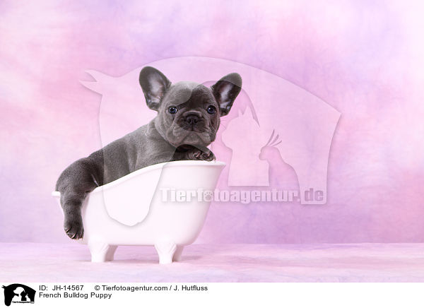 Franzsische Bulldogge Welpe / French Bulldog Puppy / JH-14567