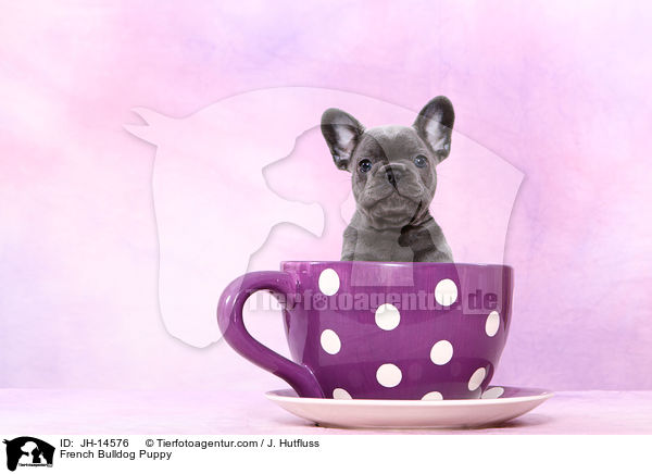 Franzsische Bulldogge Welpe / French Bulldog Puppy / JH-14576