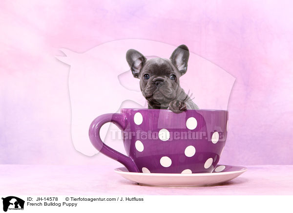 Franzsische Bulldogge Welpe / French Bulldog Puppy / JH-14578