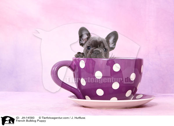 Franzsische Bulldogge Welpe / French Bulldog Puppy / JH-14580