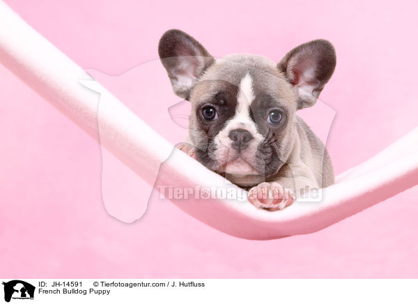 French Bulldog Puppy / JH-14591