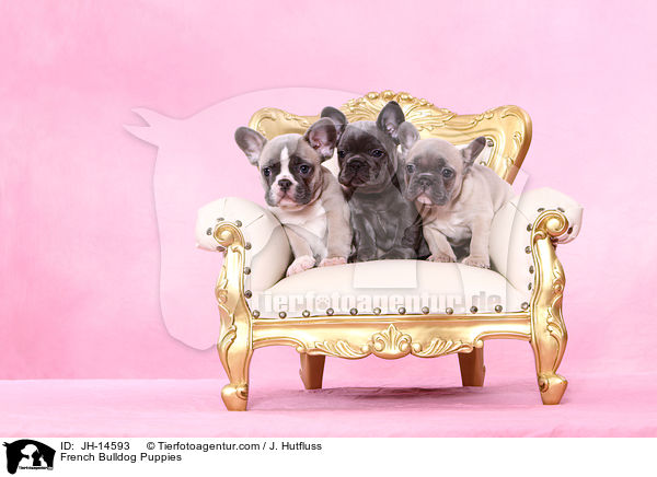 French Bulldog Puppies / JH-14593