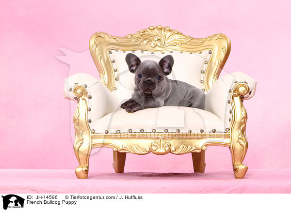Franzsische Bulldogge Welpe / French Bulldog Puppy / JH-14596