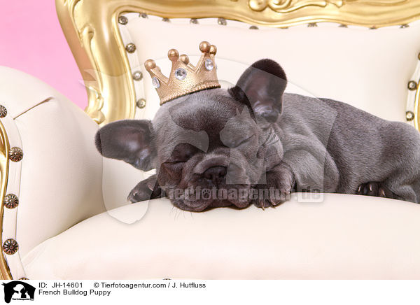 Franzsische Bulldogge Welpe / French Bulldog Puppy / JH-14601