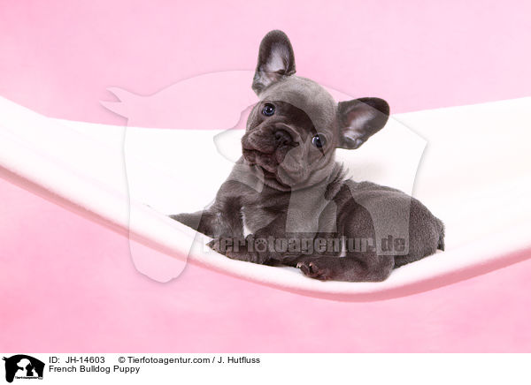 French Bulldog Puppy / JH-14603