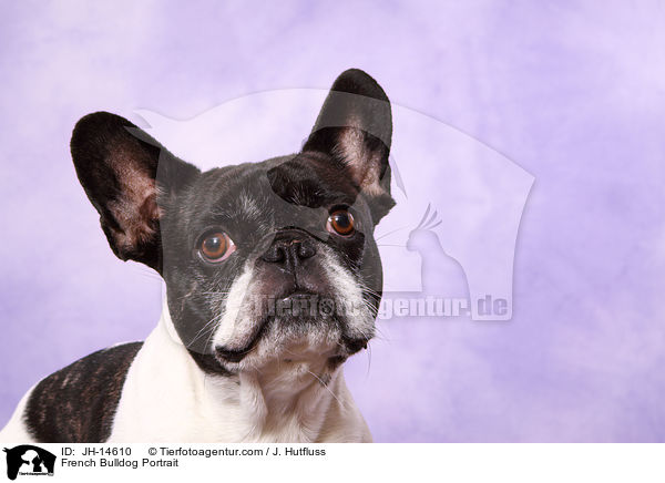 Franzsische Bulldogge Portrait / French Bulldog Portrait / JH-14610