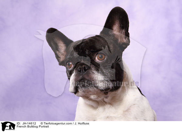 Franzsische Bulldogge Portrait / French Bulldog Portrait / JH-14612