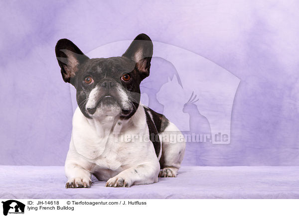 liegende Franzsische Bulldogge / lying French Bulldog / JH-14618