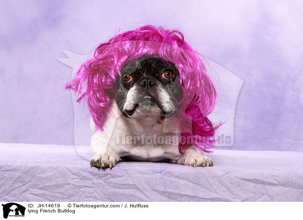 liegende Franzsische Bulldogge / lying French Bulldog / JH-14619