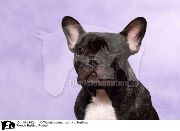Franzsische Bulldogge Portrait / French Bulldog Portrait / JH-14624