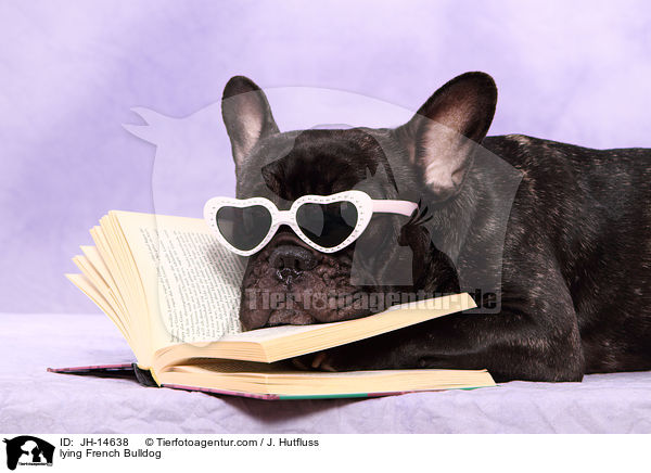 liegende Franzsische Bulldogge / lying French Bulldog / JH-14638