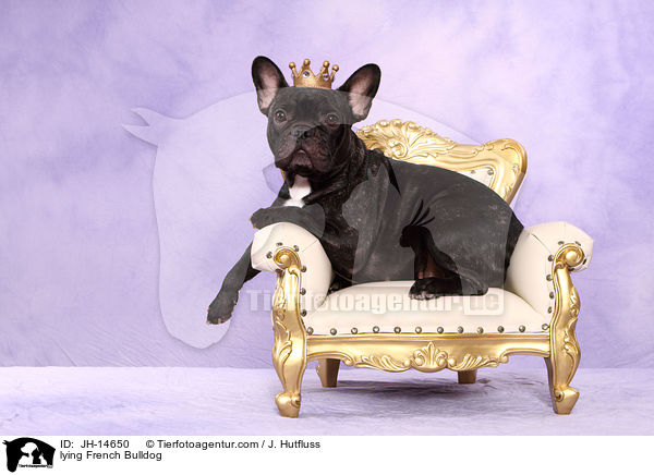 liegende Franzsische Bulldogge / lying French Bulldog / JH-14650