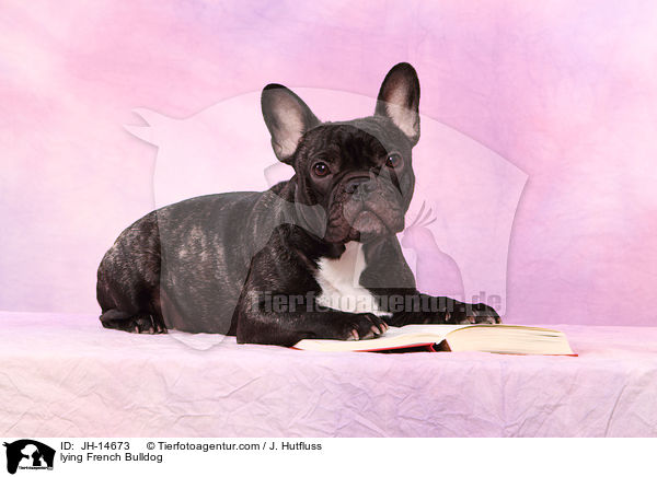 liegende Franzsische Bulldogge / lying French Bulldog / JH-14673