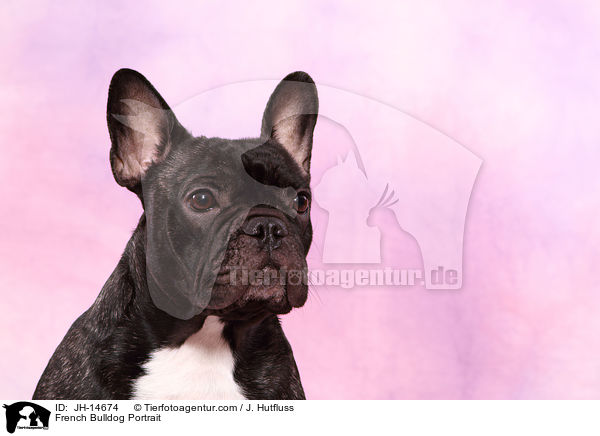Franzsische Bulldogge Portrait / French Bulldog Portrait / JH-14674