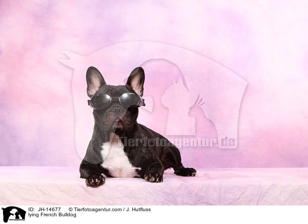 liegende Franzsische Bulldogge / lying French Bulldog / JH-14677