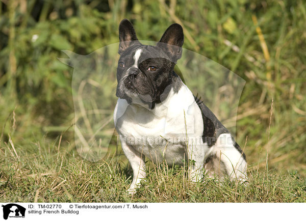 sitzende Franzsische Bulldogge / sitting French Bulldog / TM-02770