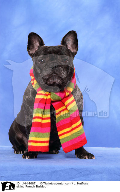 sitzende Franzsische Bulldogge / sitting French Bulldog / JH-14687