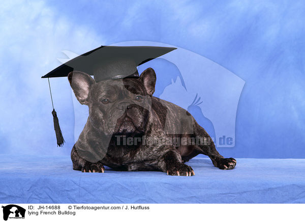 liegende Franzsische Bulldogge / lying French Bulldog / JH-14688