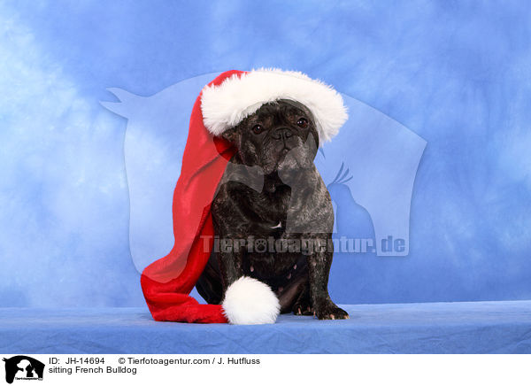 sitzende Franzsische Bulldogge / sitting French Bulldog / JH-14694
