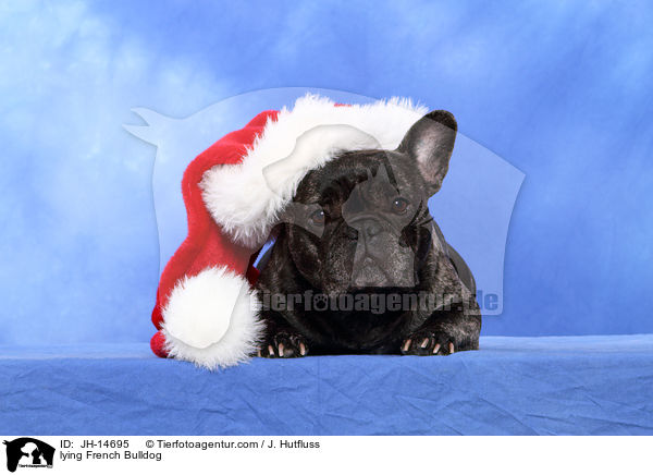 liegende Franzsische Bulldogge / lying French Bulldog / JH-14695