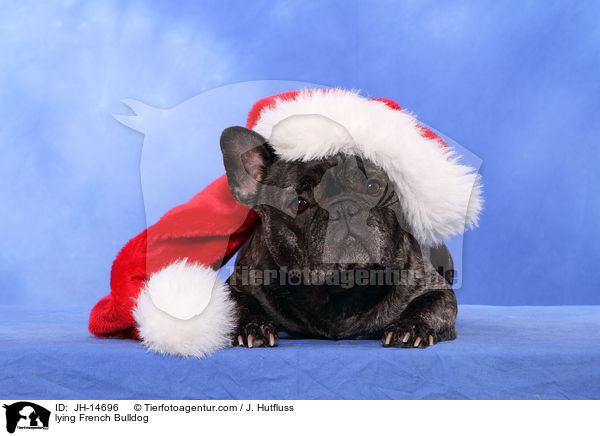liegende Franzsische Bulldogge / lying French Bulldog / JH-14696