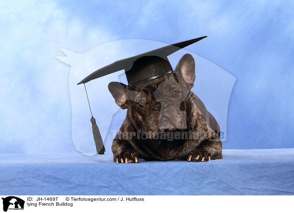liegende Franzsische Bulldogge / lying French Bulldog / JH-14697