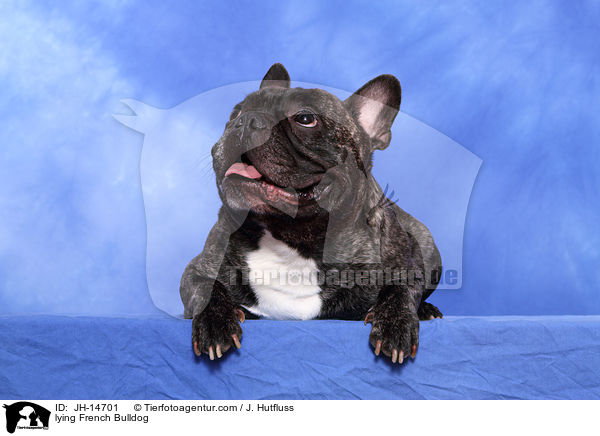liegende Franzsische Bulldogge / lying French Bulldog / JH-14701