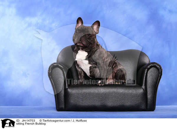 sitzende Franzsische Bulldogge / sitting French Bulldog / JH-14703