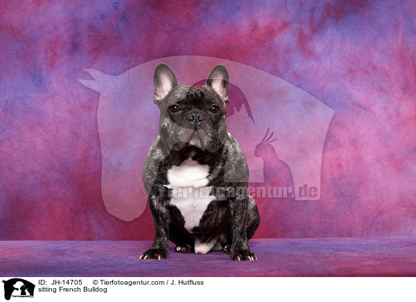 sitzende Franzsische Bulldogge / sitting French Bulldog / JH-14705