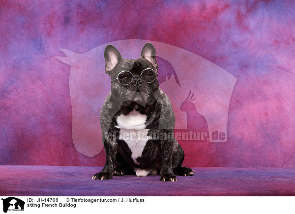 sitzende Franzsische Bulldogge / sitting French Bulldog / JH-14706