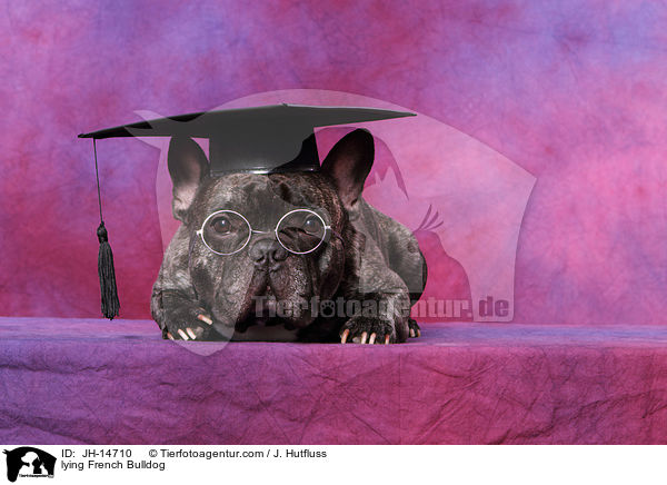 liegende Franzsische Bulldogge / lying French Bulldog / JH-14710