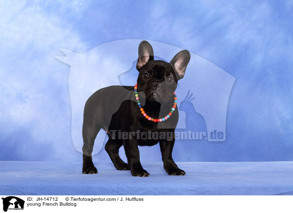 junge Franzsische Bulldogge / young French Bulldog / JH-14712