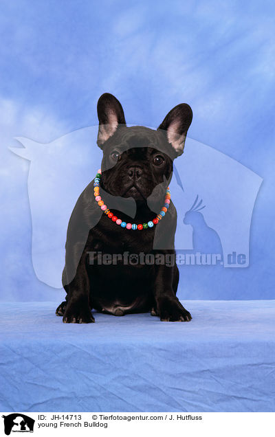 junge Franzsische Bulldogge / young French Bulldog / JH-14713