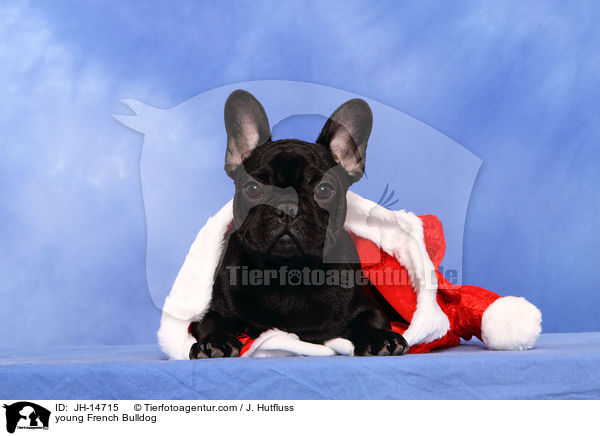 junge Franzsische Bulldogge / young French Bulldog / JH-14715