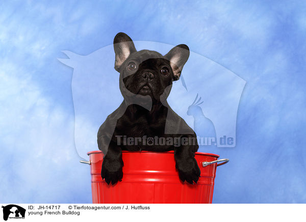 junge Franzsische Bulldogge / young French Bulldog / JH-14717