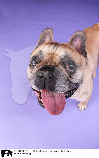 Franzsische Bulldogge / French Bulldog / KL-09104