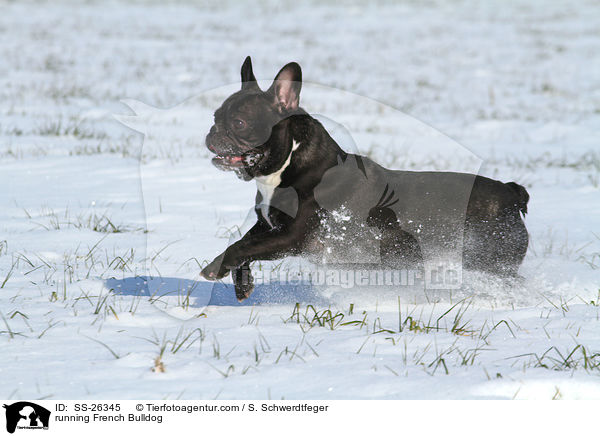 running French Bulldog / SS-26345