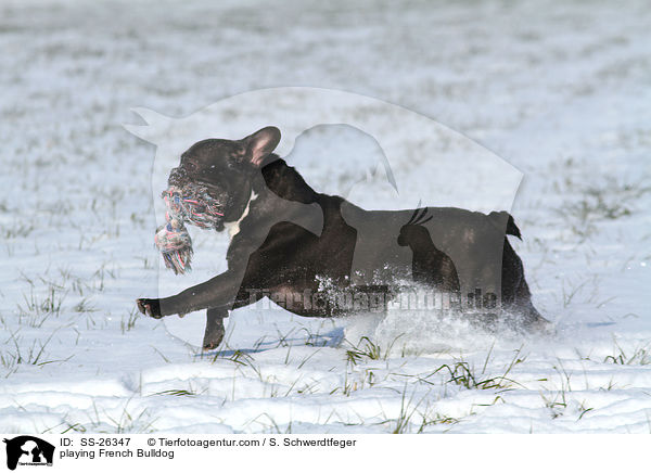 spielende Franzsische Bulldogge / playing French Bulldog / SS-26347