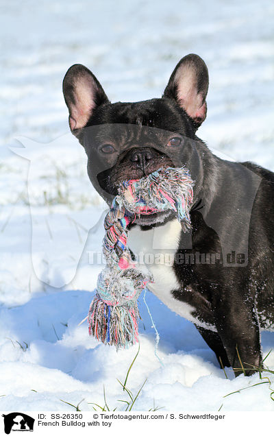 Franzsische Bulldogge mit Spielzeug / French Bulldog with toy / SS-26350