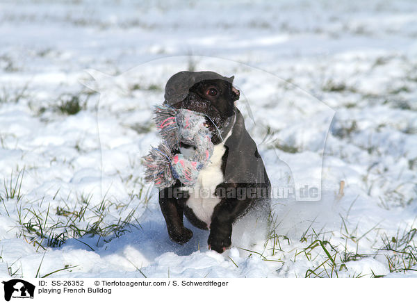 spielende Franzsische Bulldogge / playing French Bulldog / SS-26352