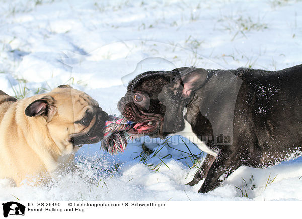 Franzsische Bulldogge und Mops / French Bulldog and Pug / SS-26490