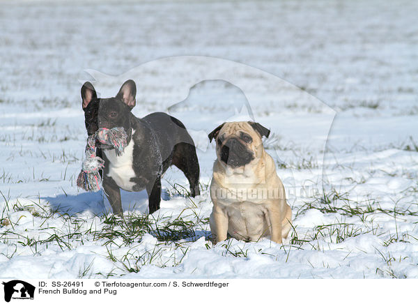 Franzsische Bulldogge und Mops / French Bulldog and Pug / SS-26491
