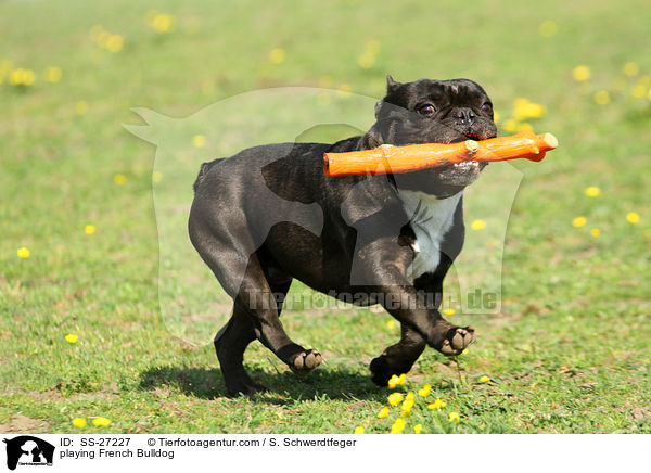 spielende Franzsische Bulldogge / playing French Bulldog / SS-27227