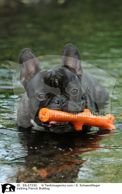 badende Franzsische Bulldogge / bathing French Bulldog / SS-27230