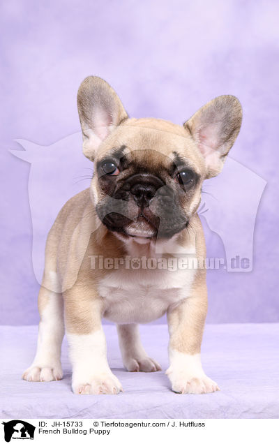 Franzsische Bulldogge Welpe / French Bulldog Puppy / JH-15733