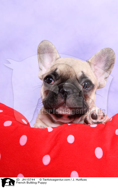 Franzsische Bulldogge Welpe / French Bulldog Puppy / JH-15744