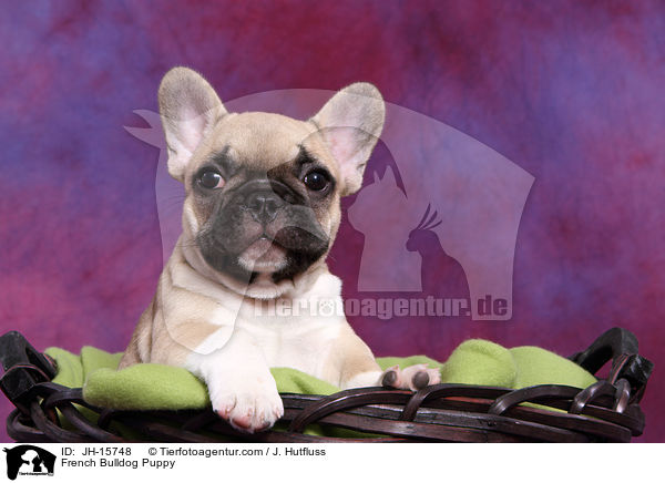 Franzsische Bulldogge Welpe / French Bulldog Puppy / JH-15748